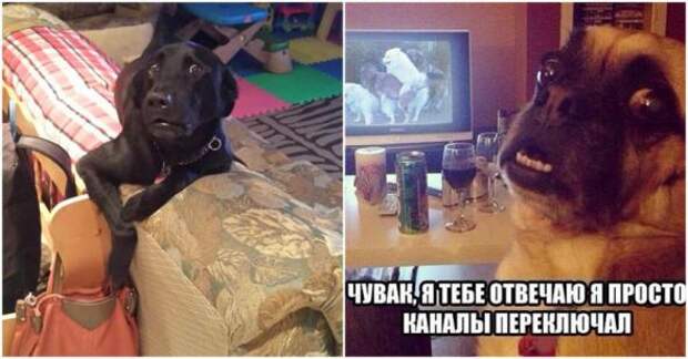 Был пойман с поличным, раскаиваюсь в содеянном!