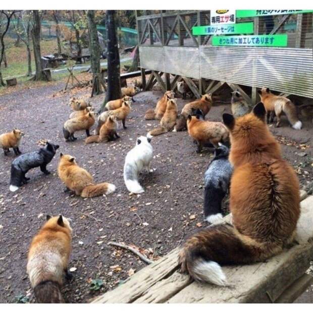 Япония, лисы