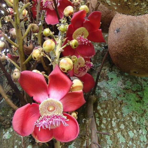 Курупита гвианская или «дерево пушечных ядер» (лат. Couroupita guianensis) (англ. Cannonball Tree)