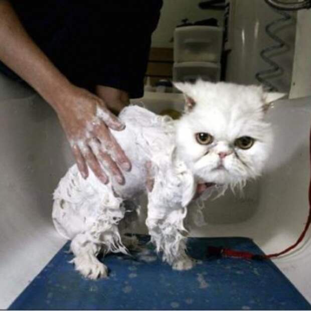 уход за котятами