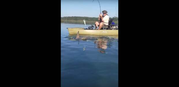 Акула утащила рыбака прямо с лодкой: видео Mike Kachman, Rob Birchmeier, shark, акула, рыбалка