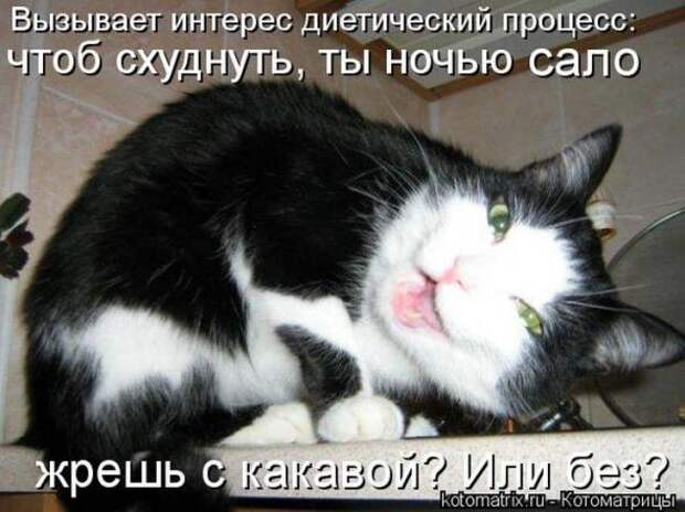 Котоматрицы(картинки с надписями)