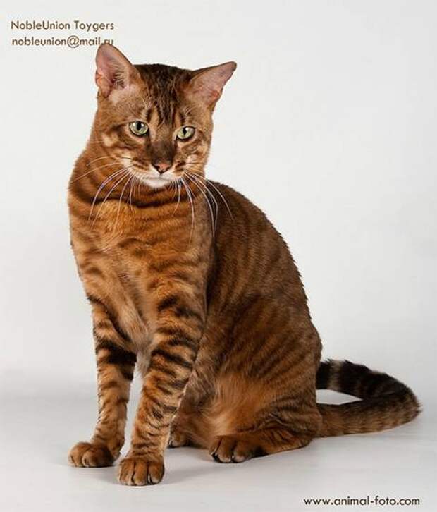Тойгер (Toyger cat) Тойгер (Toyger cat), кошки породы кошек фото картинка