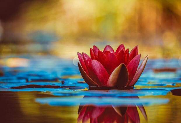 Природа/ Фото pixabay.com