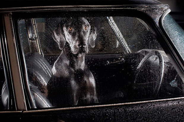 40 собак, ждущих хозяев в машине  машина, ожидание, собака