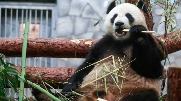 Панда кушает бамбук. |Фото: 24tv.ua.