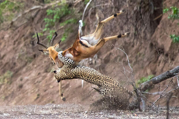 Мастера охоты. Леопард ловит импалу в Ботсване