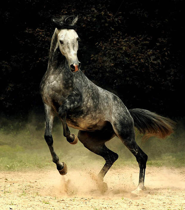 32. Арабские лошади можно зачастую увидеть на эмблемах отдельных команд. (Wojtek Kwiatkowski)