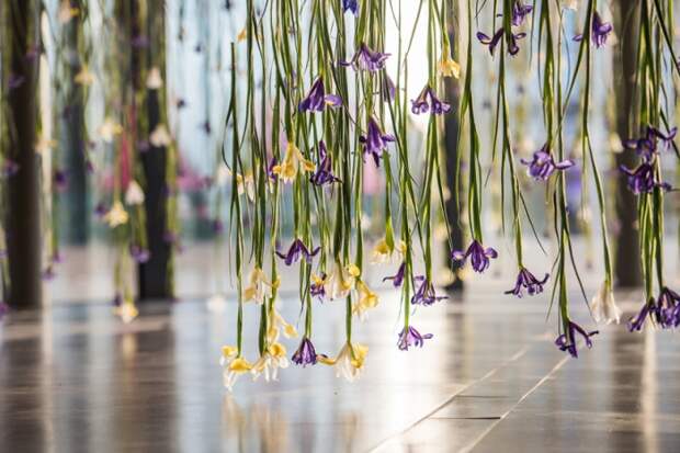 Ирисы. Автор: Rebecca Louise Law.