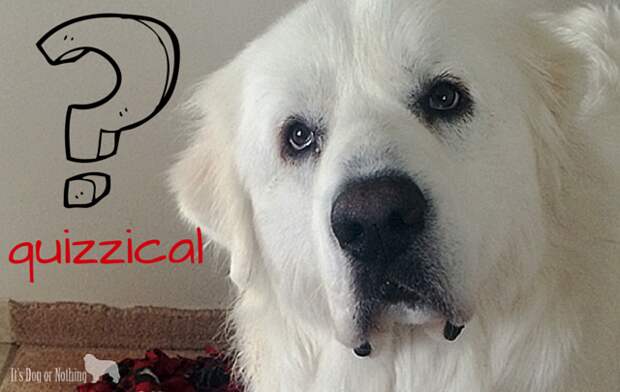 52 Snapshots of Life Challenge - Quizzical Great Pyrenees