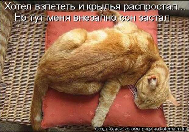 Котоматрица