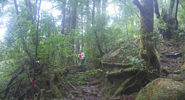 Япония, Якусима, остров, якушима, yakushima, лес, yakusugi land, кедр, мох, поход, зеленый, дерево, тропинка