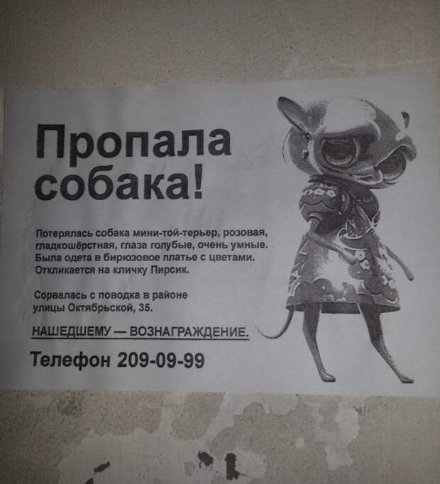 Забавные объявления о пропаже домашних животных (25 фото) 