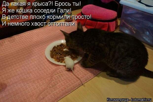 Лучшие котоматрицы недели (50 фото)