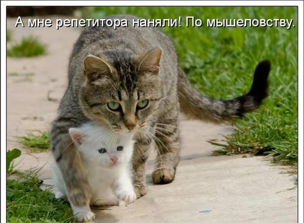 Котоматрица (81 фото)