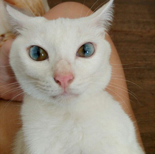 Целая Вселенная в глазах кошки гетерохромия, глаза, кот