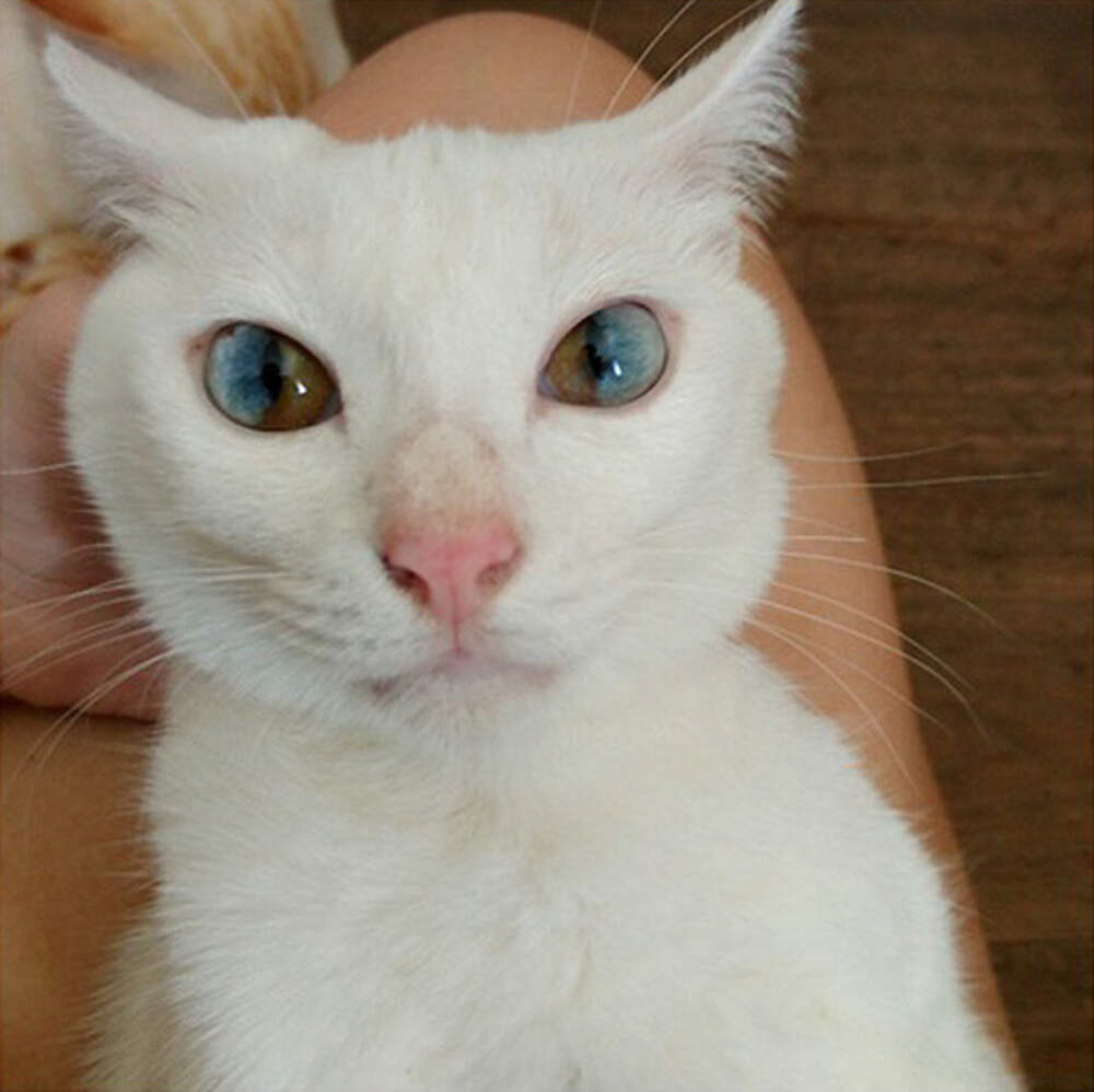 Кошки с необычными глазами