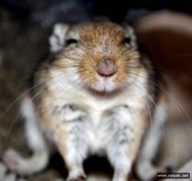 funny_animals_054