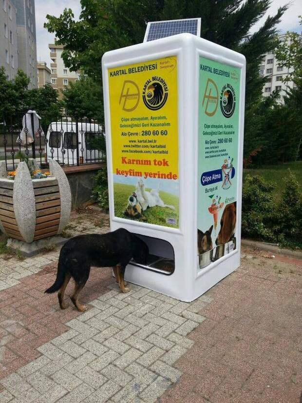 Pugedon vending machine, автомат бездомные животные турция