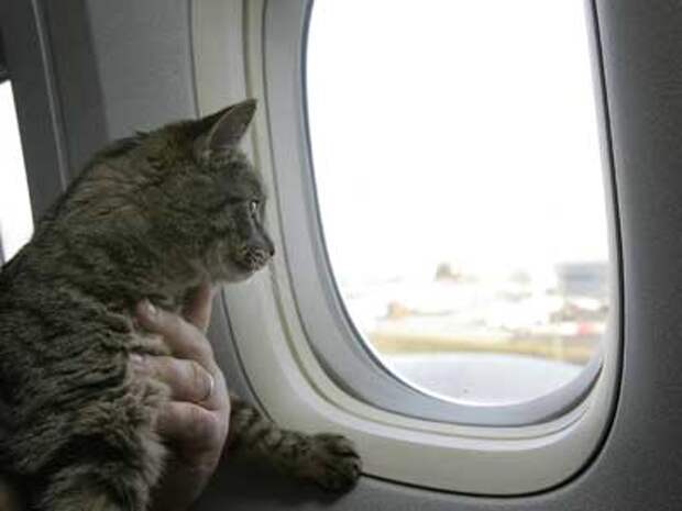 http://www.catgallery.ru/info/cats/cat-on-plane.jpg