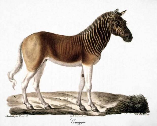 Квагга (лат. Equus quagga quagga) (англ. Quagga)