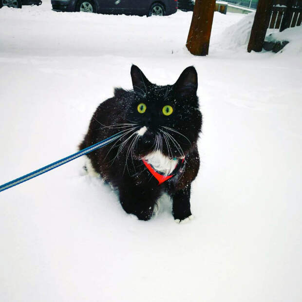 Домашние котики, которые впервые увидели снег