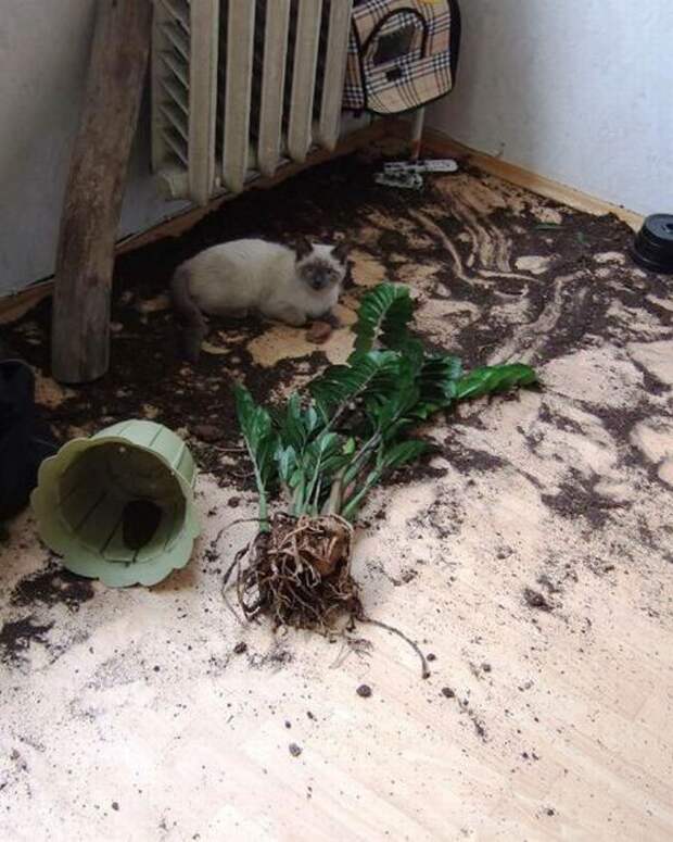 Котострофа коты, один дома