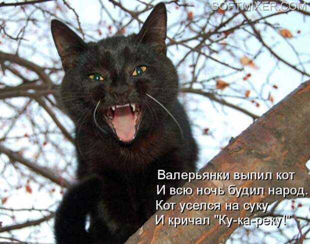 дС