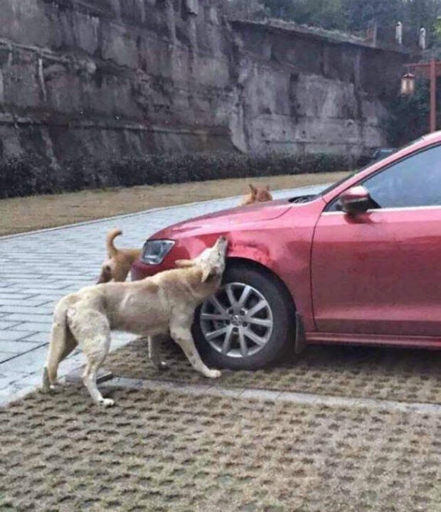 Машину покусали собаки.