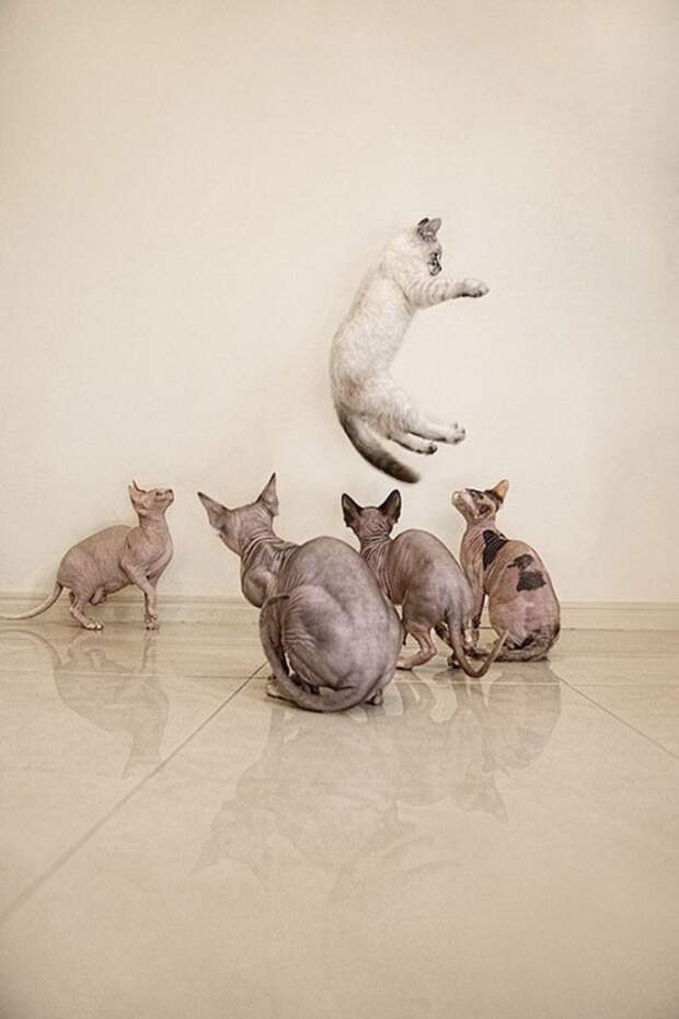 Чудесные кошки-сфинксы на фотографиях Серены Ходсон