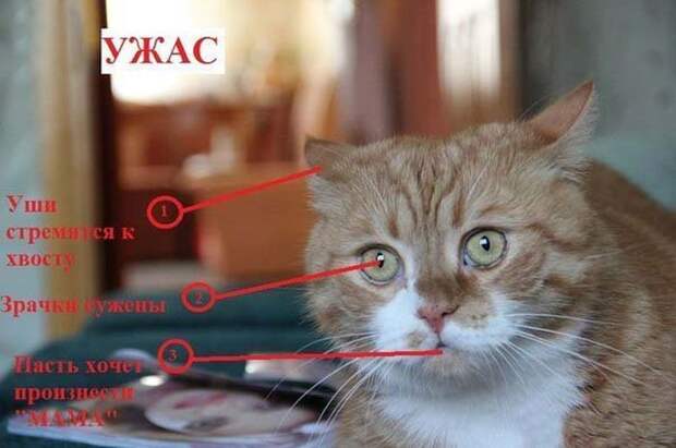 Как узнать, врет Вам кошка или нет? вранье, животные, кошка
