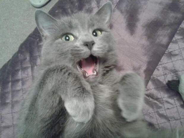 Забавные Животные