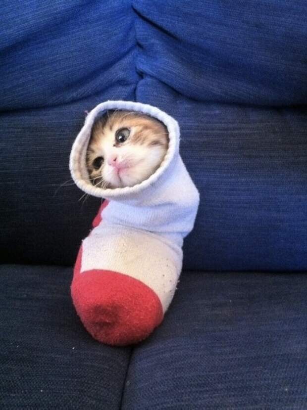 Хозяин, выпусти! коты, фото