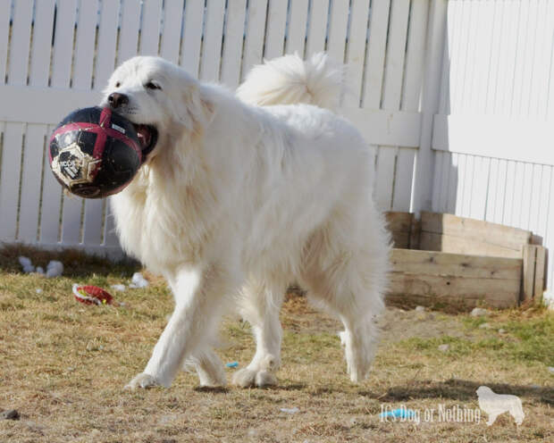 Week 23: Play - Great Pyrenees