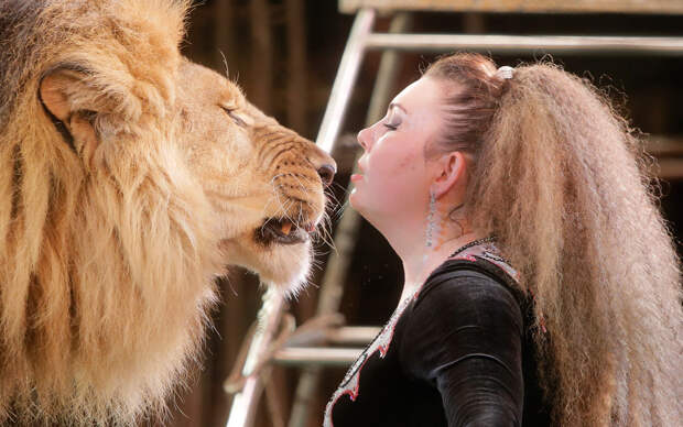 Шоу со львами в цирке в Киеве