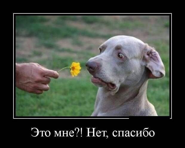 Демотиваторы демотиваторы, юмор