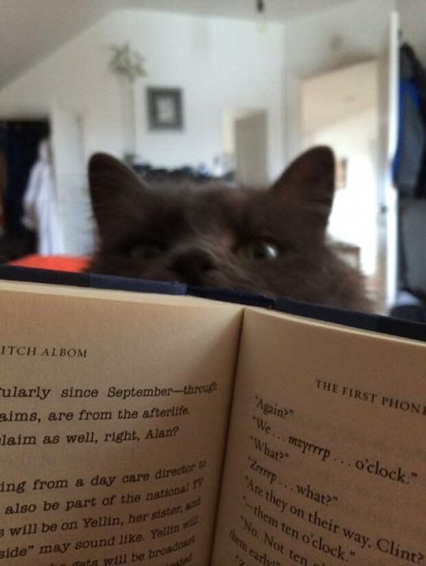 Коты и кошки (28 фото)