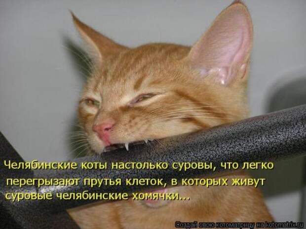 Котоматрица Котоматрица