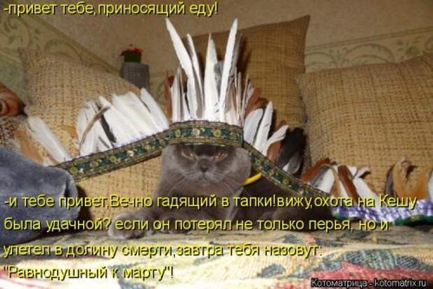 Прикольные котоматрицы. Весёлые коты