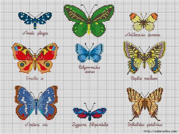 farfalle (700x525, 326Kb)