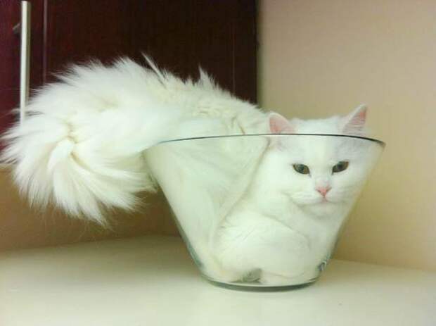 коты это жидкость (3)