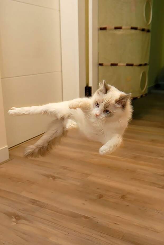 ниндзя кот 