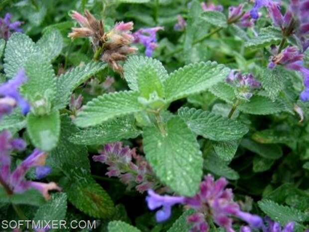 S-3ace23d588ff66544a8df1f0cf89048a_002Nepeta