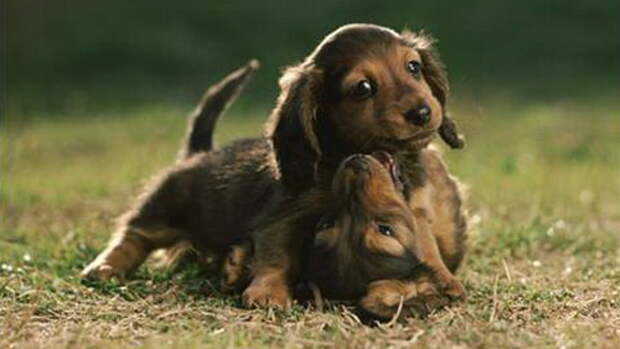 Puppies-hmed-317p.grid-6x2