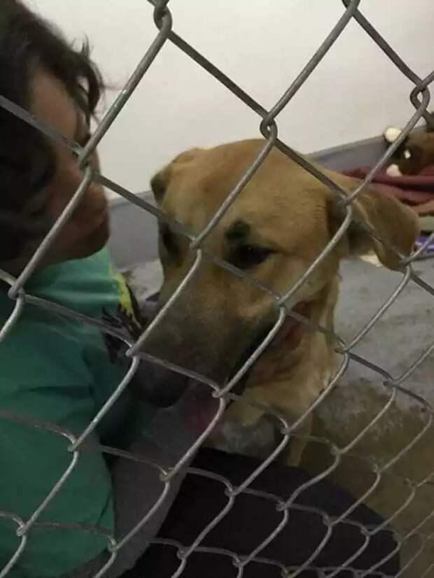 Kings SPCA-Rescue/facebook.com
