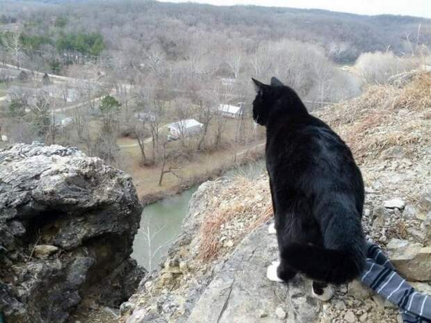 кот