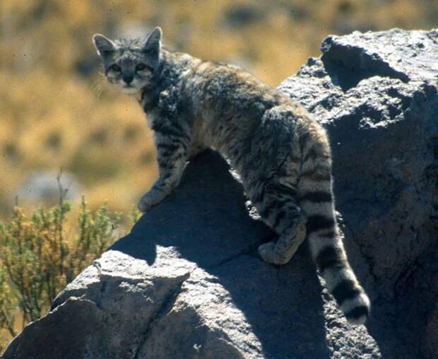 редкие дикие кошки, виды кошек, необычные кошки