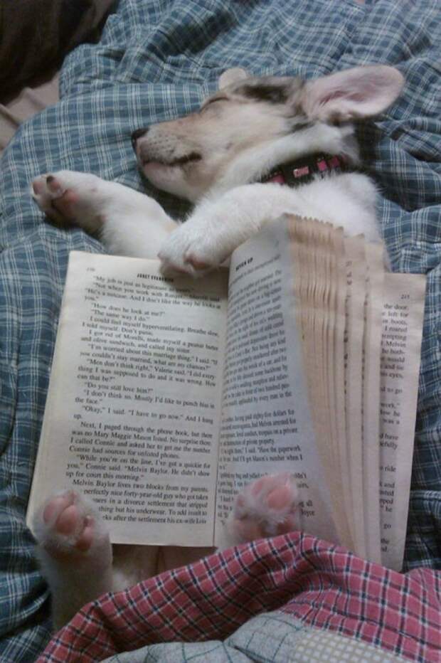 Милота дня! Спим где хотим!)))