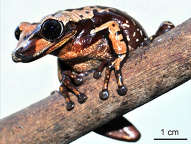 Aparasphenodon brunoi