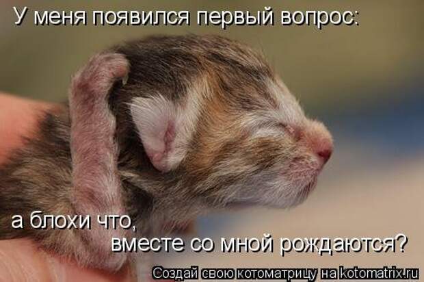 Свежая котоматрица (37 фото)